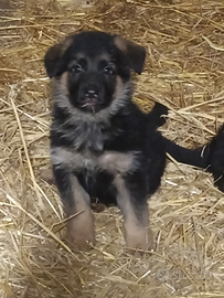 Cuccioli pastore tedesco
