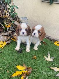 Maschietti di cavalier King