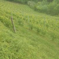 Terreno con vigneto