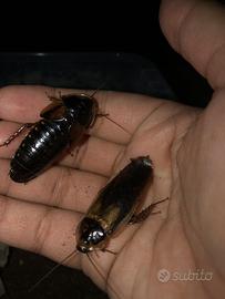 Insetti da pasto blatte dubia