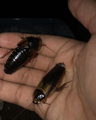 Insetti da pasto blatte dubia