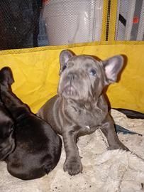 Bulldog Francese Blu Esotico