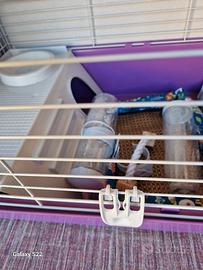 gabbia per porcellino d India. 