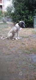 cucciolone