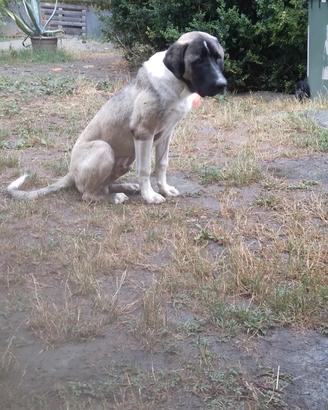 cucciolone