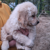 Maschio golden retriever