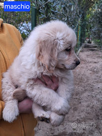 Maschio golden retriever