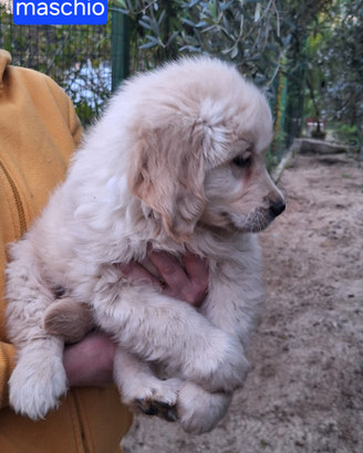 Maschio golden retriever