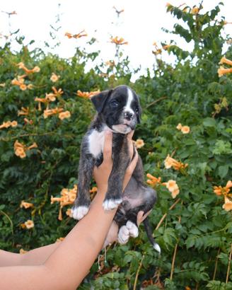 Cuccioli di boxer
