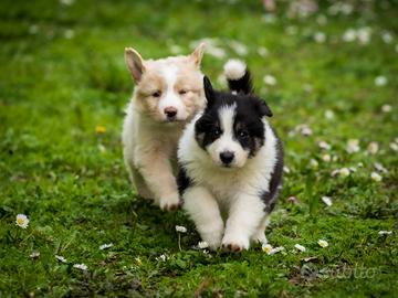 Cucciole di border collie