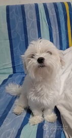 Maltese coreano