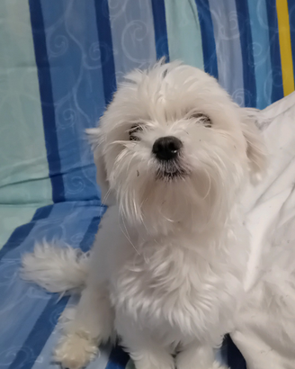 Maltese coreano