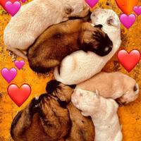 Golden retriever mix pastore tedesco