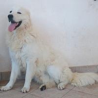 Pastore Maremmano Abruzzese - MONTA