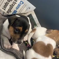 Cuccioli jack russell