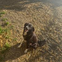 Cuccioli di Border collie puri