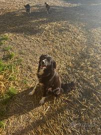 Cuccioli di Border collie puri