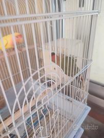 Inseparabili