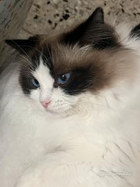Ragdoll femmina per accoppiamento