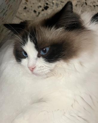 Ragdoll femmina per accoppiamento