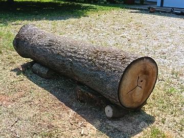 Tronco di paulownia.