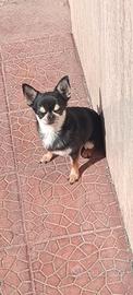 Chihuahua