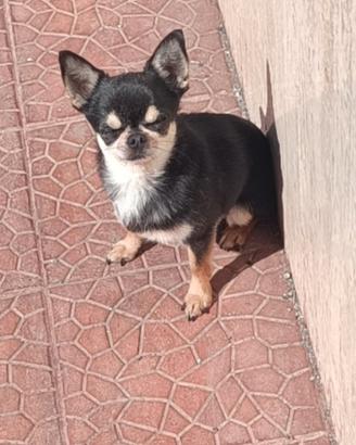 Chihuahua
