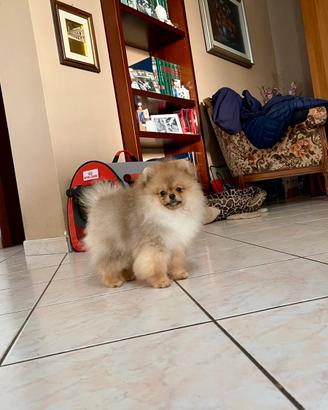 Cuccioli di Spitz nano Pomerania