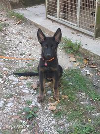 Pastore tedesco pedigree enci cucciolo