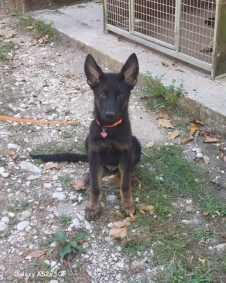 Pastore tedesco pedigree enci cucciolo