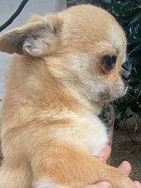 Meraviglioso chihuahua adulto ipertipico