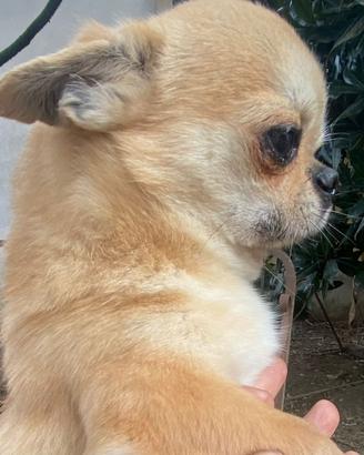 Meraviglioso chihuahua adulto ipertipico