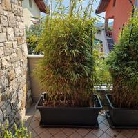 piante bamboo h. 1.8 mt