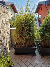 piante bamboo h. 1.8 mt