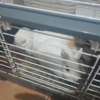 Coniglio ariete maschio, e nana femmina leggi