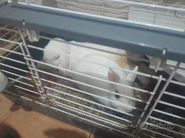 Coniglio ariete maschio, e nana femmina leggi