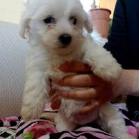 Cuccioli Maltese Pura razza
