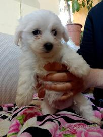 Cuccioli Maltese Pura razza