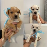 Cuccioli meticci