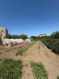 TER. RESIDENZIALE A AFRAGOLA