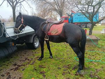 Cavallo di 3 anni