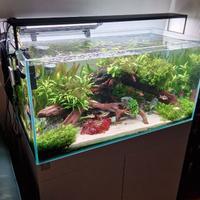 Acquario tropicale acqua dolce