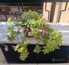 Pianta succulenta fiori gialli