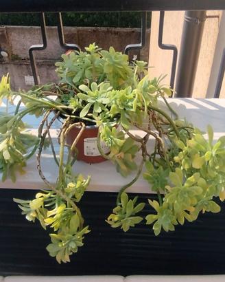 Pianta succulenta fiori gialli