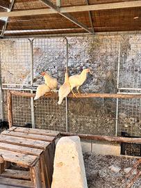 Galline abruzzesi