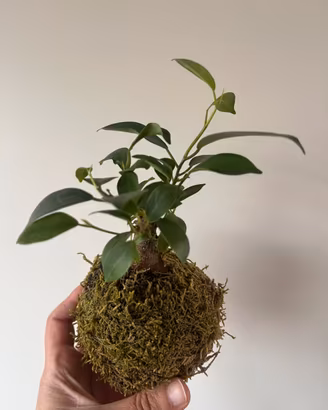 Kokedama ficus ginseng