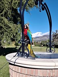 Pappagallo ara Arlecchino