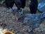 Immagine 6