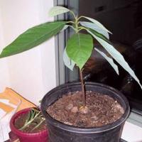 Pianta avocado in vaso