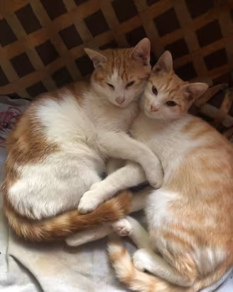 Adozione di coppia gattini 10 mesi